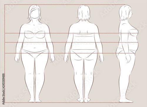 Female body lines and proportions for sewing