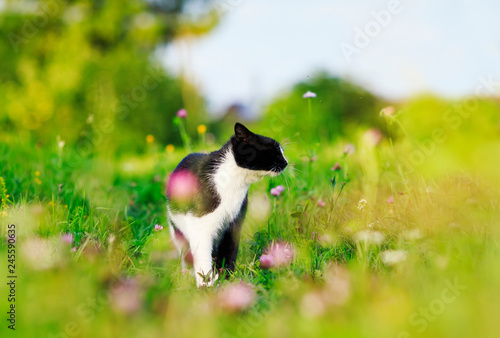 portrait of a cute cat walking on a lush green meadow on a warm summer evening and sniffing the flowers of fragrant pink clover