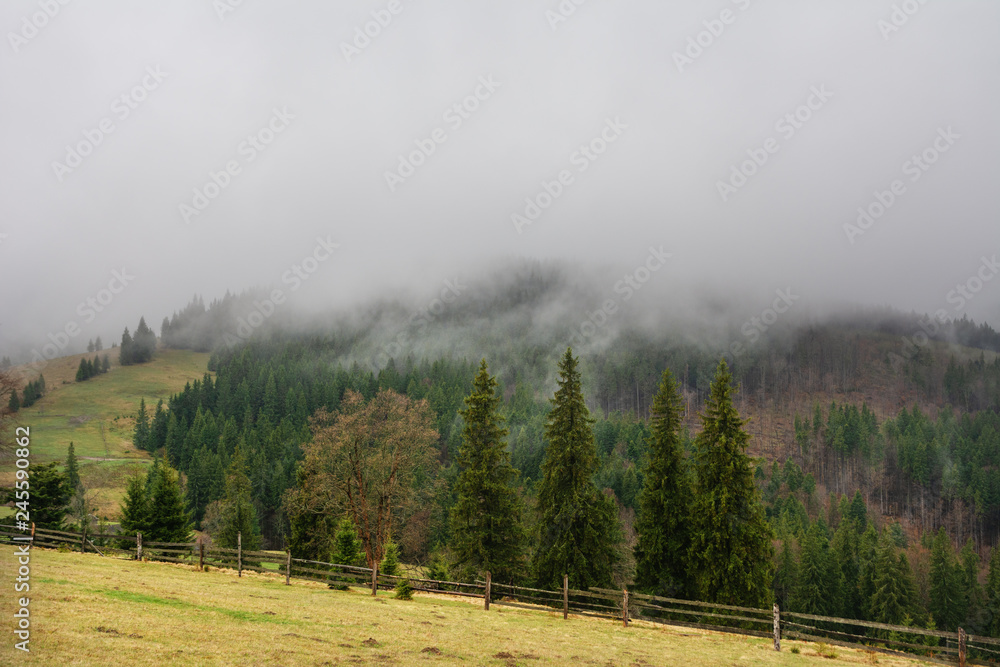 Foggy, spring forest with tall trees in the Ukrainian Carpathian Mountains. Foggy, spring forest with tall trees in the Ukrainian Carpathian Mountains.