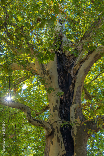 Das Innenleben eines Ahornbaumes im Gegenlicht