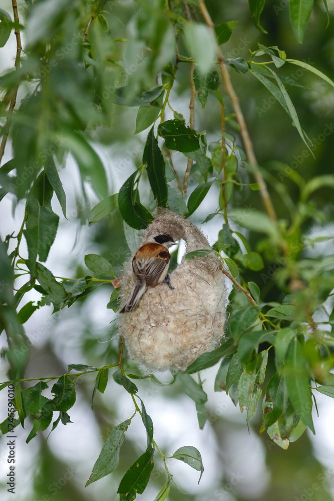 Fototapeta premium Penduline Tit (Remiz pendulinus).
