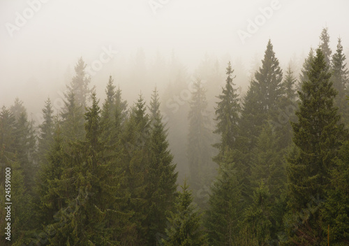 Foggy, spring forest with tall trees in the Ukrainian Carpathian Mountains. © reme80