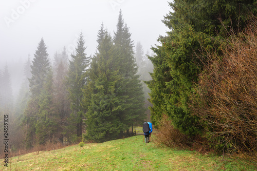 Foggy, spring forest with tall trees in the Ukrainian Carpathian Mountains.