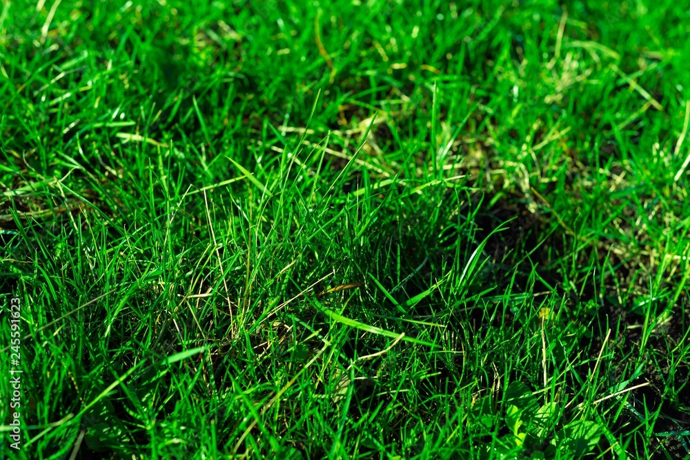 Very green and fresh grass. Symbol of freshness and natural. Brightness and hue colour. Close-up view. Very green and fresh grass. Symbol of freshness and natural. Brightness and hue colour. Close-up view.