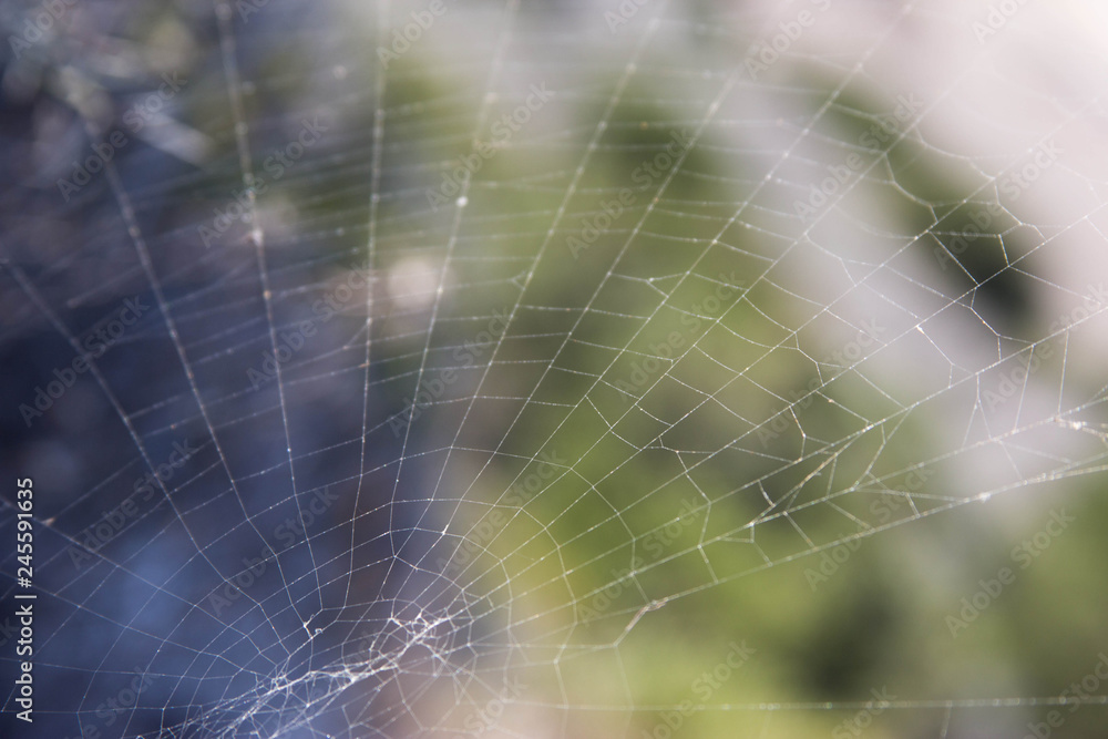 for text cobweb on nature on a blue-green background for text cobweb on nature on a blue-green background