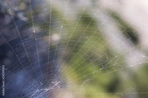 for text cobweb on nature on a blue-green background