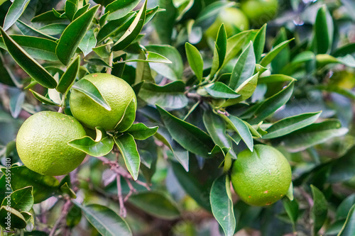 Tangerines ripen on a tree, but still green. Until full maturation remained 1 month.