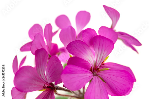 Geranium flowers closeup isolated on white background. No shadows  selective focus  for design  nature.
