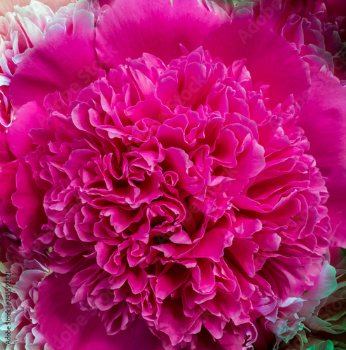 Pink peony closeup, macro flower texture