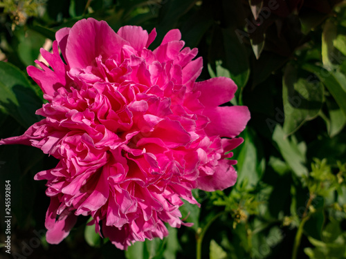 Pink peony bloom among leaves