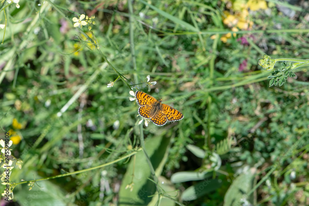 Nymphalidae / İparhan / / Melitaea cinxia Nymphalidae / İparhan / / Melitaea cinxia