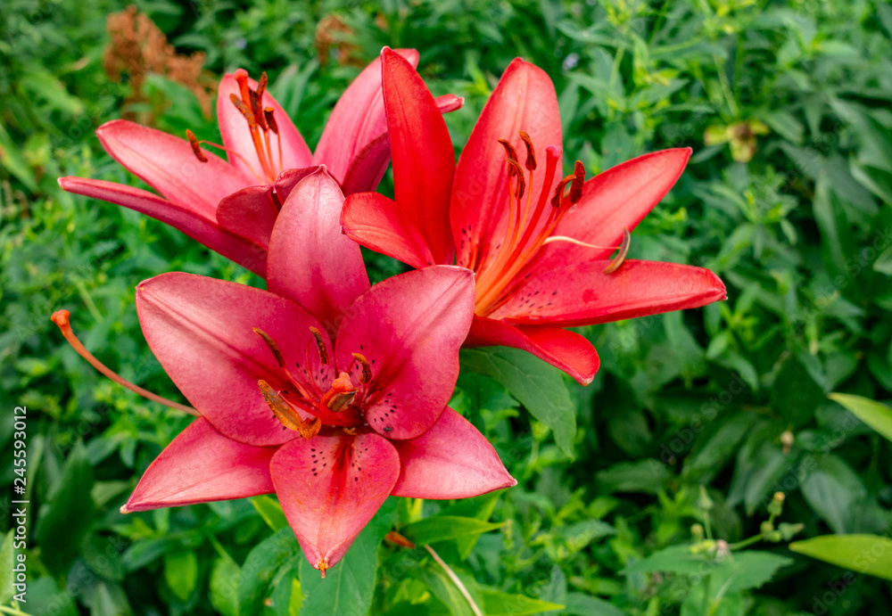 Red lily flowers among leaves at summer day, seasonal blossom