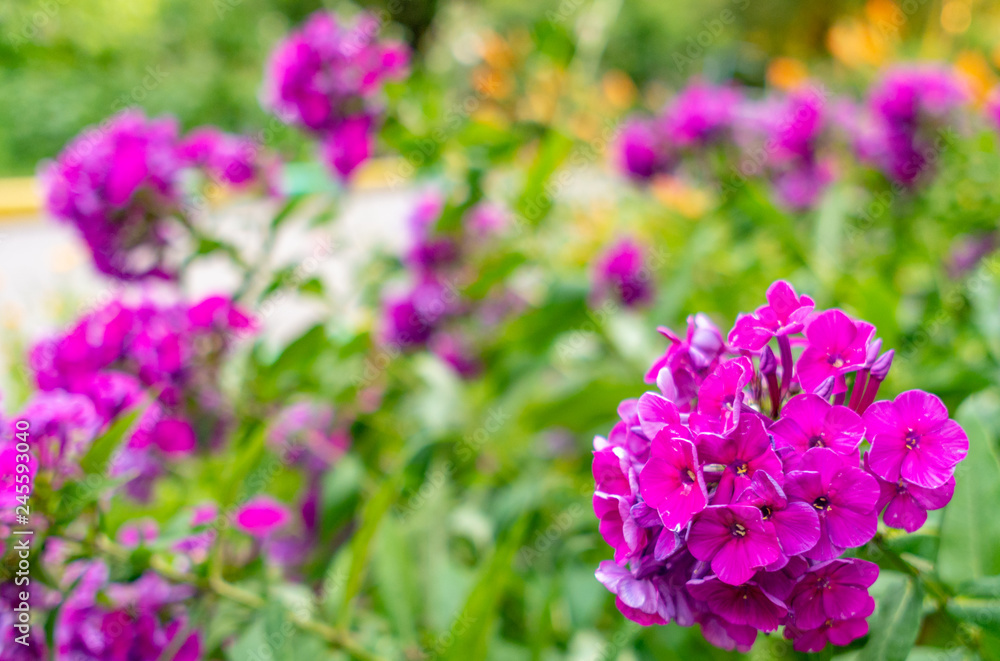 Purple flowers in garden at spring day Purple flowers in garden at spring day