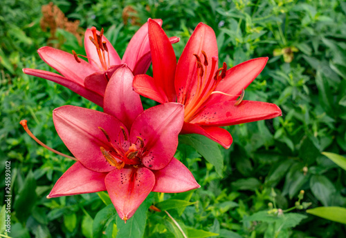 Red lily flowers among leaves at summer day, seasonal blossom © Yuriy