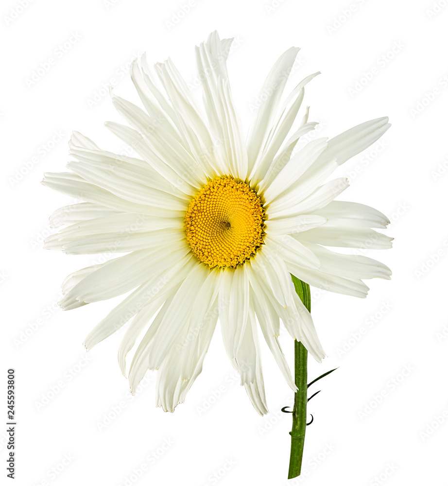 Fototapeta premium Fresh white chamomile isolated on white background with clipping path