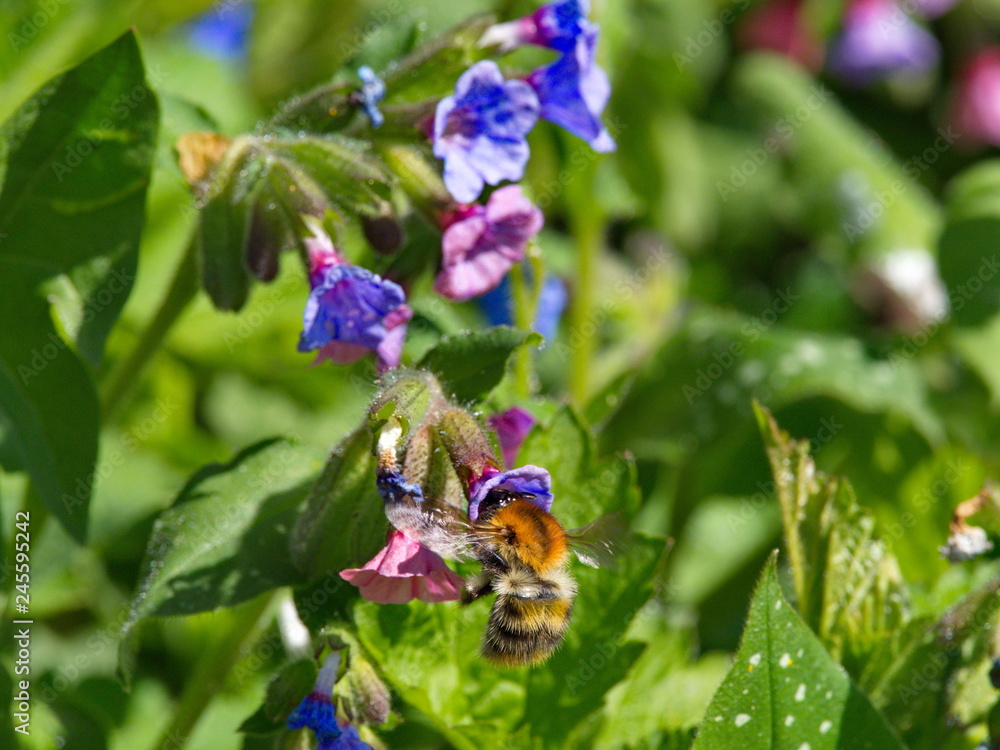 Baumhummel auf bunt blühendem Lungenkraut Baumhummel auf bunt blühendem Lungenkraut