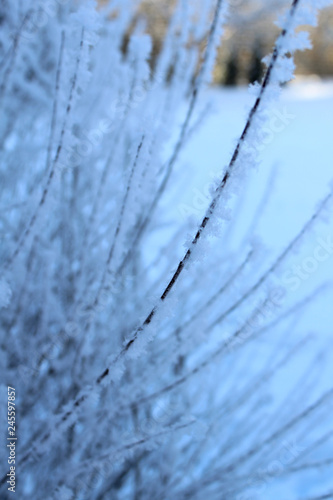 frost © TanBelia