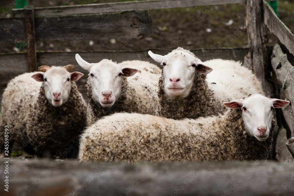four sheep stand in a paddock and are looking forward four sheep stand in a paddock and are looking forward