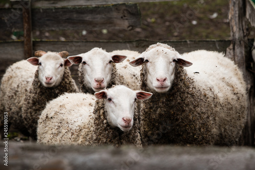 Fototapeta Naklejka Na Ścianę i Meble -  four sheep stand in the pen and look at the camera
