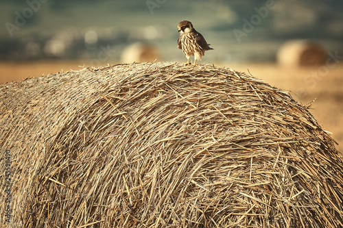 Kestrel on a haystack photo