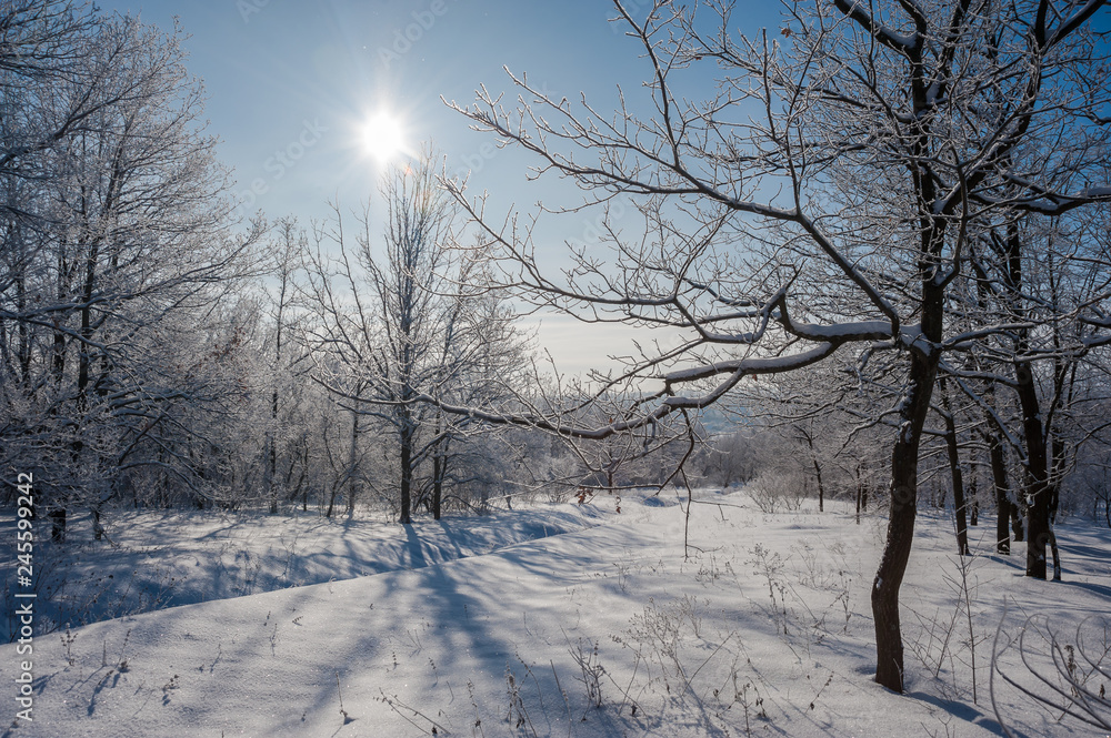 Winter landscape with sunny day in forest Winter landscape with sunny day in forest