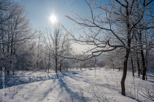 Winter landscape with sunny day in forest