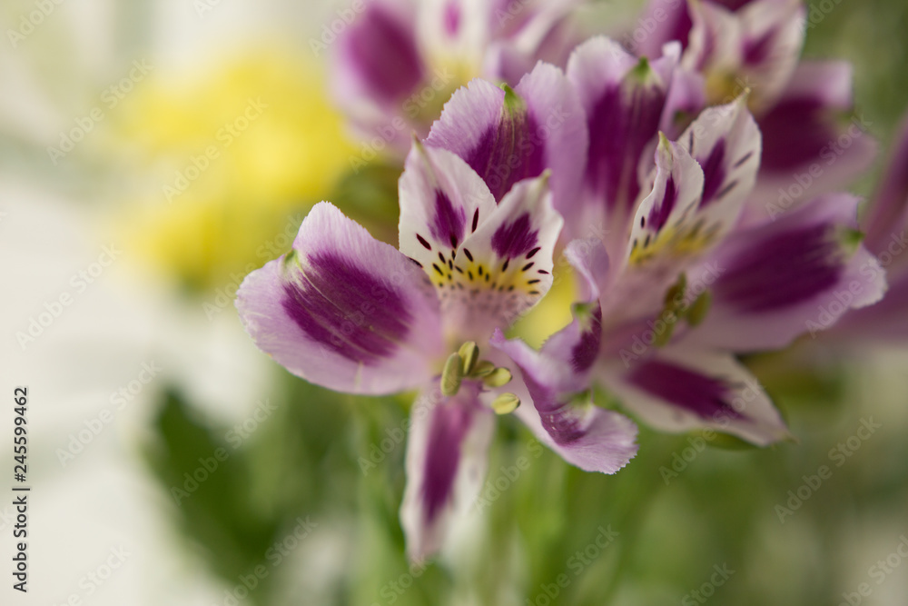 white purple flowers. Alstroemeria branch. flowers white purple flowers. Alstroemeria branch. flowers