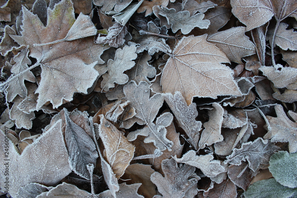Frozen leaves on the forestbed Frozen leaves on the forestbed