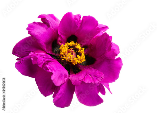 peony flower isolated