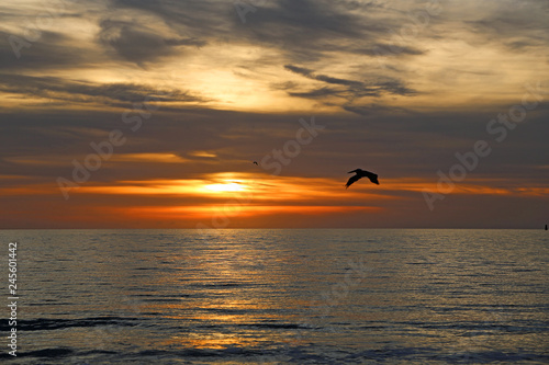 Pelican silhouette at sunset - Florida