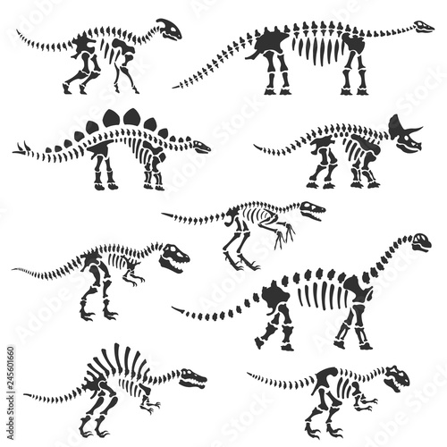 Dinosaur skeletons set. Dinosaur bones silhouettes, isolated objects. Velociraptor, Diplodocus, Triceratops, Tyrannosaurus, ect. Vector illustration