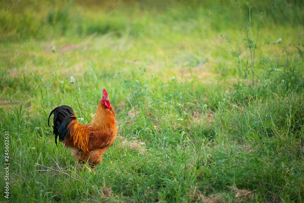 Fototapeta premium Rooster on a green meadow