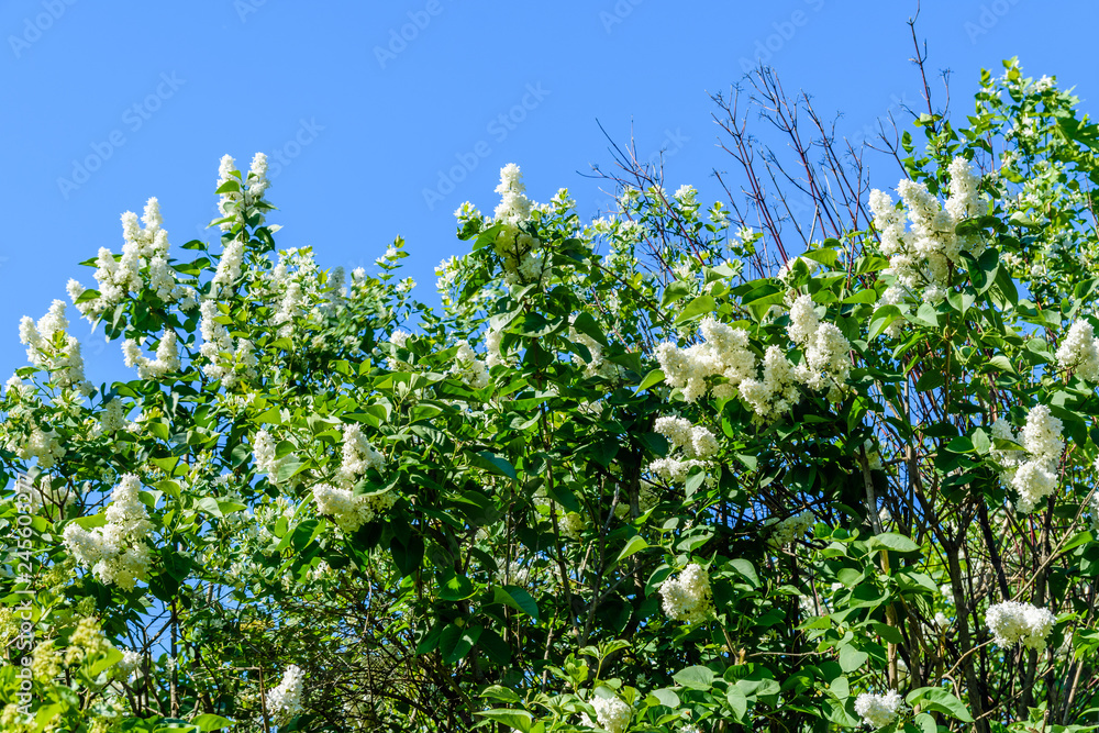 Blossoming branches of the white lilac tree on spring Blossoming branches of the white lilac tree on spring