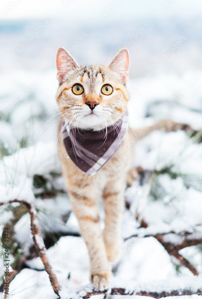 Cute explorer cat walking in winter outdoor. Cute explorer cat walking in winter outdoor.