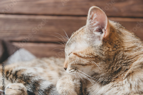 Cat sleeping on wooden background.