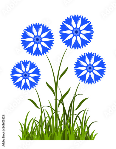 cornflowers