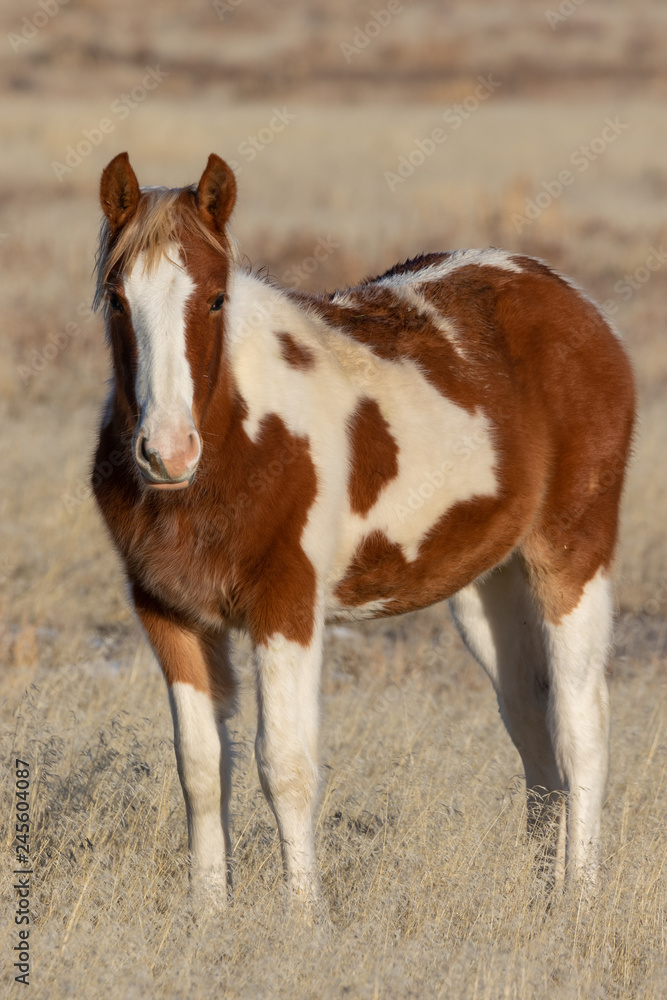 Cute Wild Horse Foal