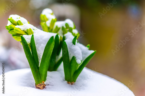 Wallpaper Mural Flowers and snow Torontodigital.ca