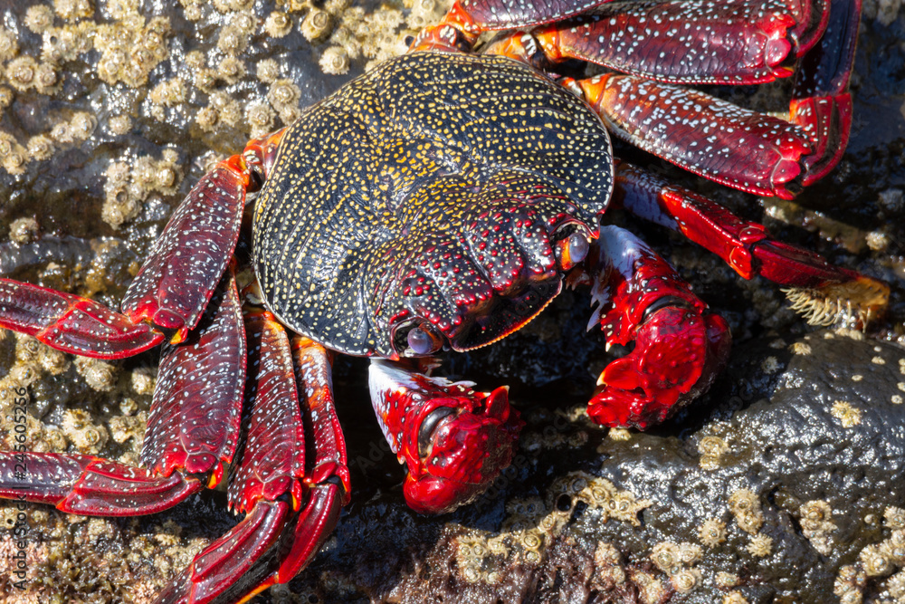 beautiful colorful crabs