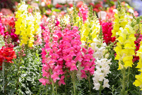 Springtime variety of beautiful Antirrhinum majus or Snapdragon flowers in pink, red, white and yellow colors in the greek garden shop. photo