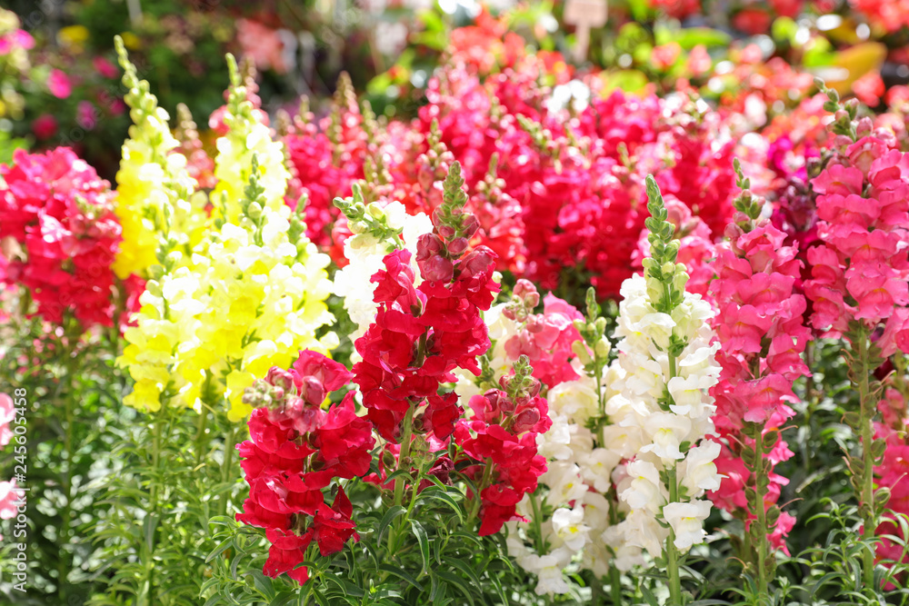 Variety of beautiful Antirrhinum majus or Snapdragon flowers red, white, pink and yellow colors in the garden. Variety of beautiful Antirrhinum majus or Snapdragon flowers red, white, pink and yellow colors in the garden.