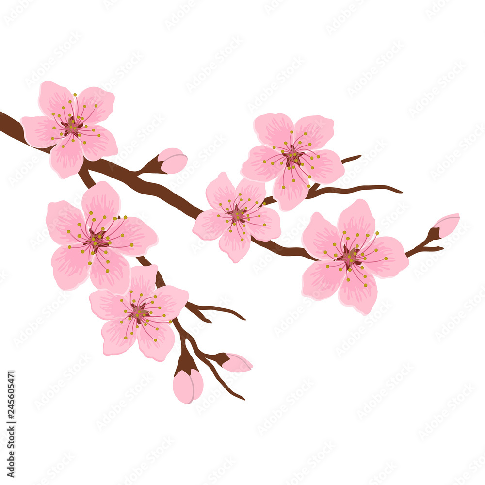 Naklejka premium Blossoming branch of a cherry. A tree branch with pink flowers and buds on a white background. Sakura flowers. Vector illustration