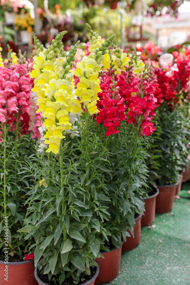Variety of potted Antirrhinum majus or Snapdragon flowers in yellow, red and pink colors for sale in the greek garden shop.