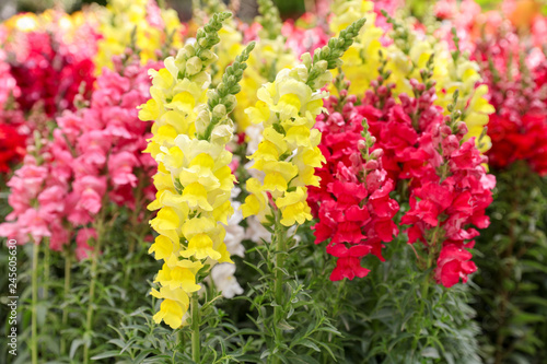 Fényképezés Variety of beautiful Antirrhinum majus or Snapdragon flowers red, white, pink and yellow colors in the garden