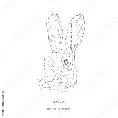 Vector portrait illustration of rabbit farm animal. Hand drawn ink realistic sketching isolated on white. Perfect for agriculture farm logo branding design.
