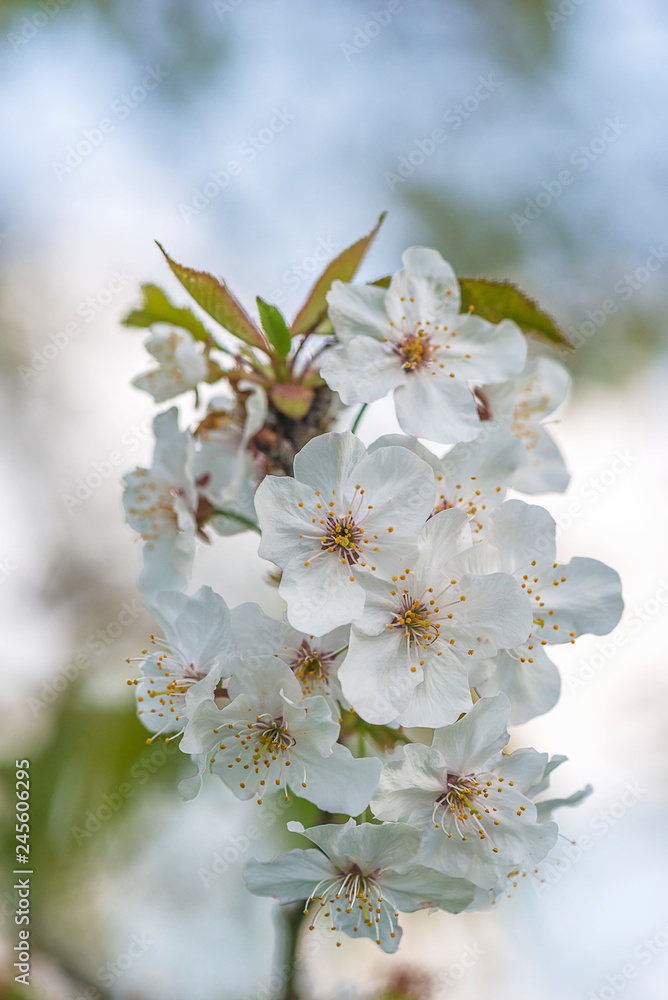 Beautiful cherry blossom close up, vertical picture Beautiful cherry blossom close up, vertical picture