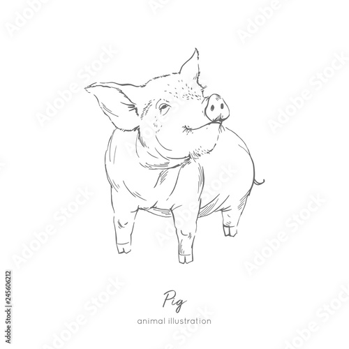 Vector illustration of pig farm animal. Hand drawn ink realistic sketching isolated on white. Perfect for agriculture farm logo branding design.