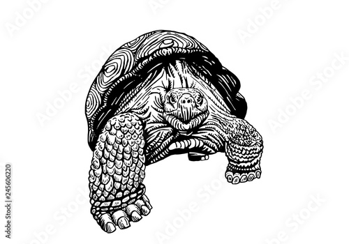 Graphical sketch of tortoise isolated on white , vector illustration