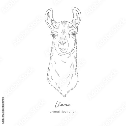 Vector portrait illustration of llama alpaca animal. Hand drawn ink realistic sketching isolated on white. Perfect for agriculture farm logo branding design.
