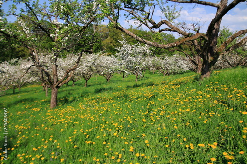 Apfelblüte, Blüte am Apfelbaum im öffentlichen Obstgut Baden-Baden Lichtental